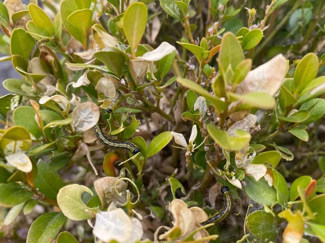 Skuteczne sposoby na opryskiwanie bukszpanu: naturalne i chemiczne metody