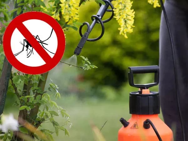 Czym opryskiwać komary: najskuteczniejsze środki i sposoby na owady
