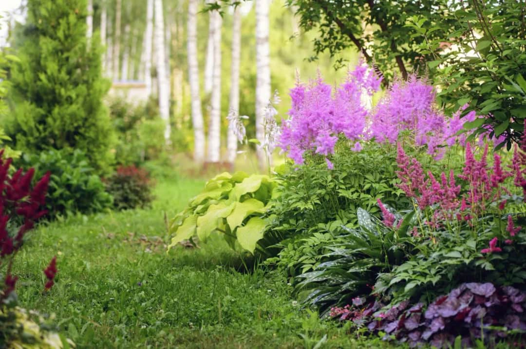 Półcień w ogrodzie: magiczny świat roślin, które pokochają delikatne zaciemnienie