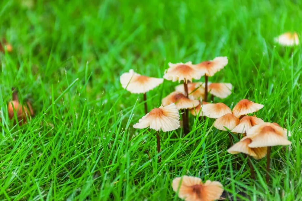 Grzyby w ogrodzie: skuteczne sposoby na pozbycie się niepożądanych grzybów