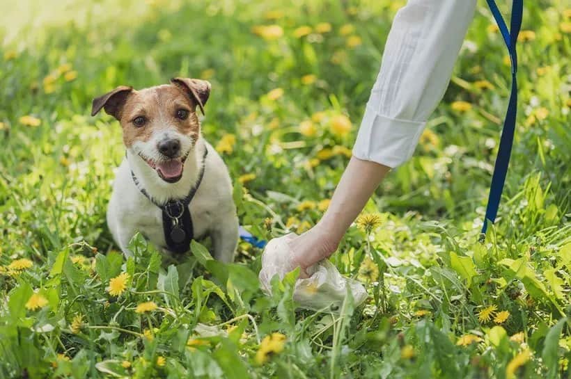 Dlaczego psie odchody nie nadają się na kompost - poznaj fakty i zagrożenia