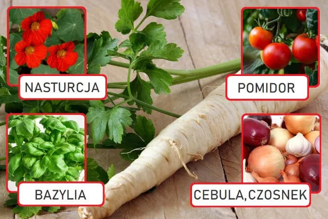 Z czym siać pietruszkę, aby uniknąć błędów w ogrodzie