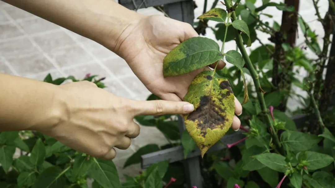 Plamistość liści - przyczyny i skuteczne metody zwalczania