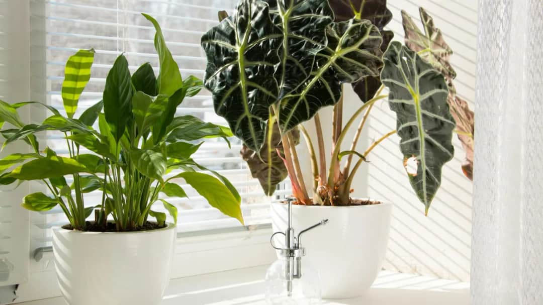 Alokazja - poznaj sekret udanej uprawy tego egzotycznego kwiatu