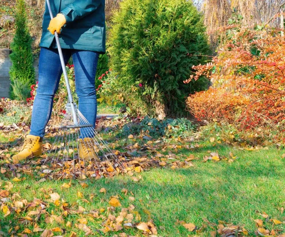 Wertykulacja trawnika jesienią - czy warto to robić przed zimą? Wertykulacja trawnika jesienią - czy warto to robić przed zimą?