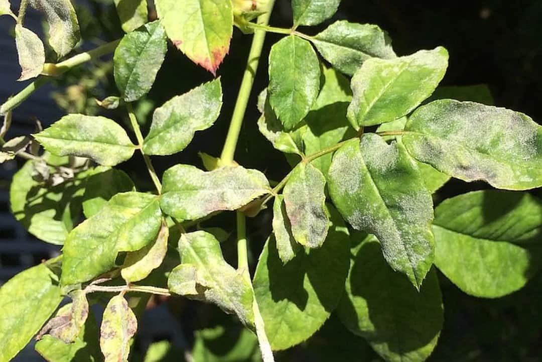 Choroby róż: Rozpoznawanie, zapobieganie, leczenie