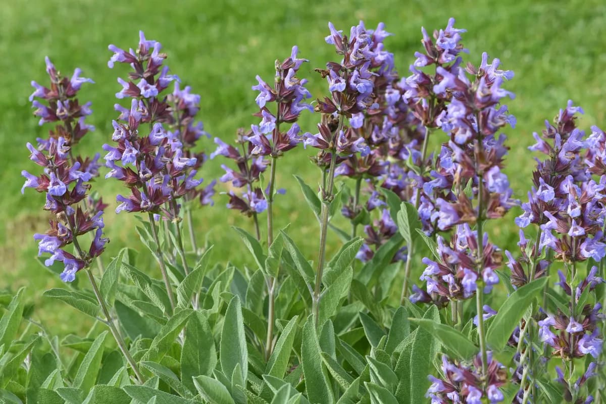 Biała szałwia uprawa - jak uprawiać tę roślinę w ogrodzie? Biała szałwia uprawa - jak uprawiać tę roślinę w ogrodzie?