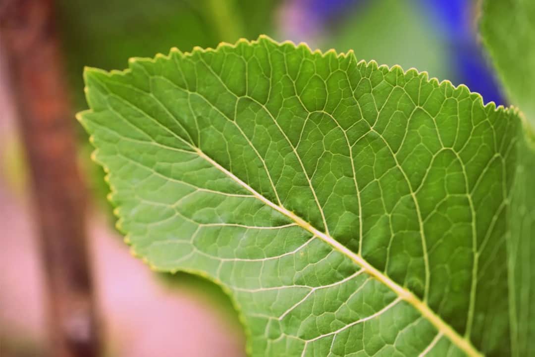 Czy liście chrzanu nadają się na kompost? Bezpieczne i korzystne zastosowanie.