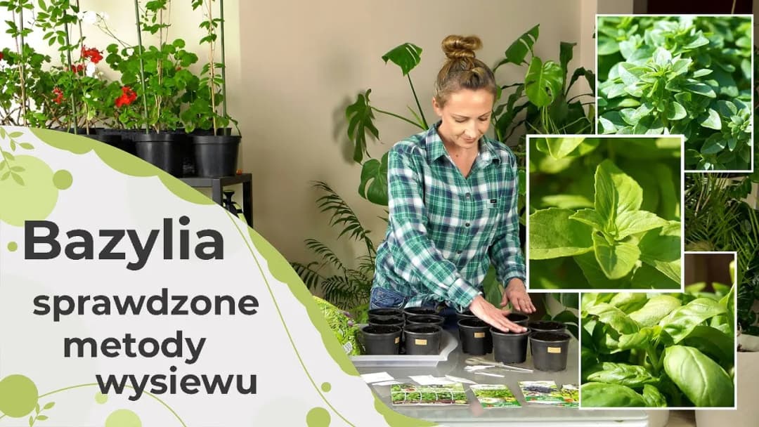 Jak siać bazylię w doniczce: proste kroki do udanej uprawy