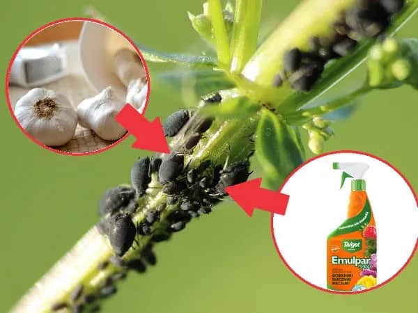 Skuteczne (i naturalne) metody opryskiwania mszyc, które działają