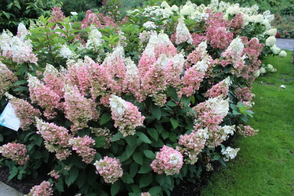 Najlepsze hortensje do ogrodu. Które gatunki przetrwają polskie warunki?