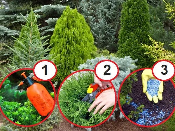 Kiedy opryskiwać iglaki, aby uniknąć chorób i szkodników? Sprawdź terminy!