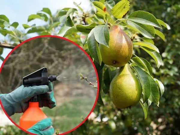 Czym opryskiwać grusze, aby skutecznie zwalczać choroby i szkodniki