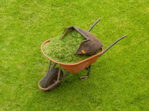 Jak zrobić kompost z trawy w 5 prostych krokach: skuteczny poradnik ogrodnika