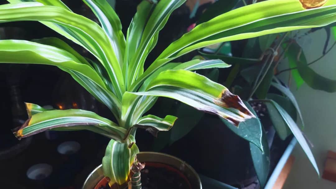 Co robić, gdy dracena jest przelana? Ratowanie rośliny