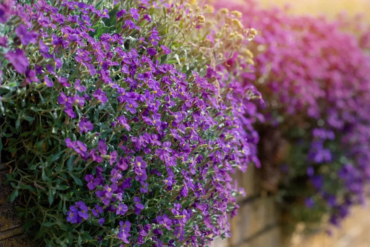 Kiedy siać żagwin, aby uniknąć błędów i cieszyć się plonami Kiedy siać żagwin, aby uniknąć błędów i cieszyć się plonami