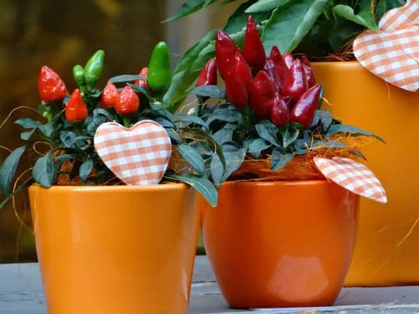 Sekrety uprawy papryczki chili w domu - obfite i pikantne plony