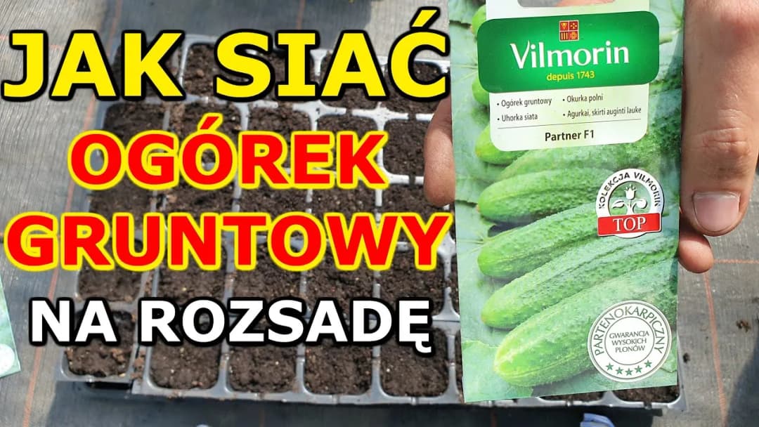 Kiedy siać ogórki w domu, aby uniknąć błędów i uzyskać plony