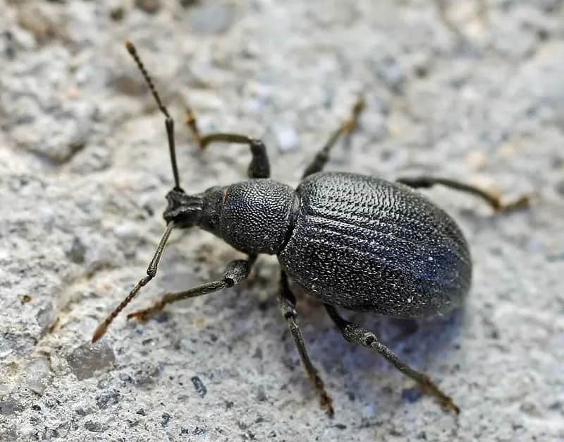 Opuchlaki w ogrodzie: niebezpieczne objawy, które zniszczą twoje rośliny