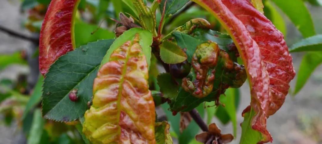 Jak skutecznie opryskiwać brzoskwinie przed kędzierzawością liści - poradnik