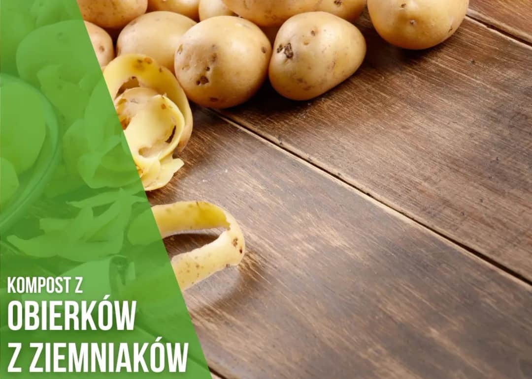 Obierki z ziemniaków na kompost - poznaj zasady bezpiecznego użycia w ogrodzie