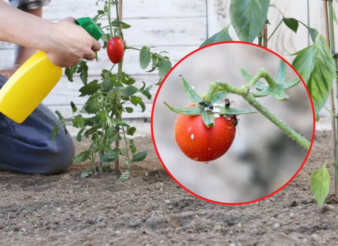 Skuteczne opryskiwanie pomidorów gruntowych: terminy i zasady zabiegów