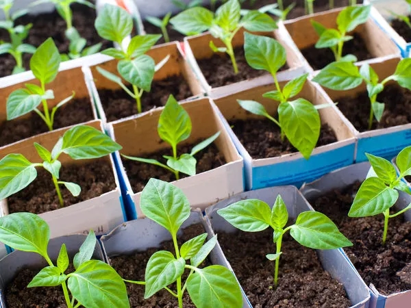 Jakie kwiaty sadzimy do gruntu w marcu, aby cieszyć się pięknem?