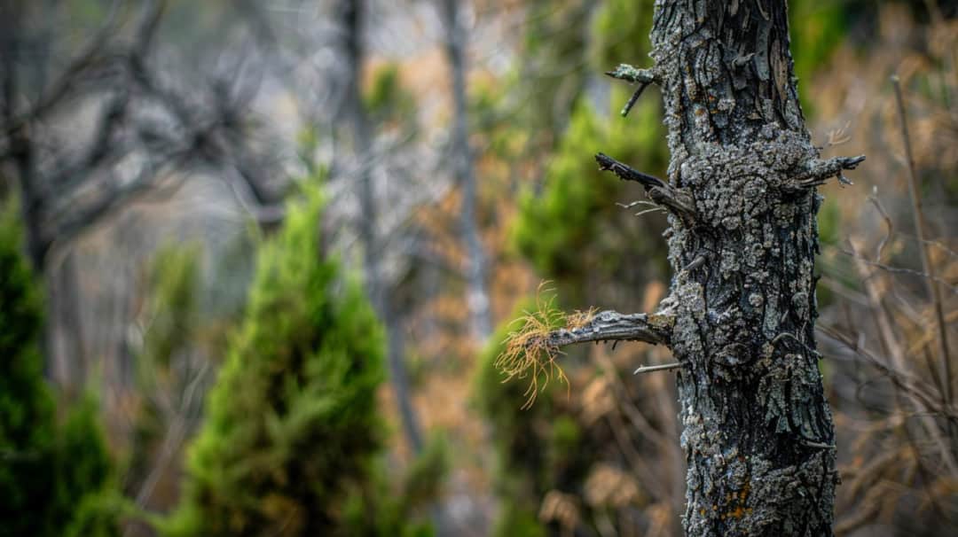 Choroby cyprysa: Objawy, leczenie i skuteczna profilaktyka
