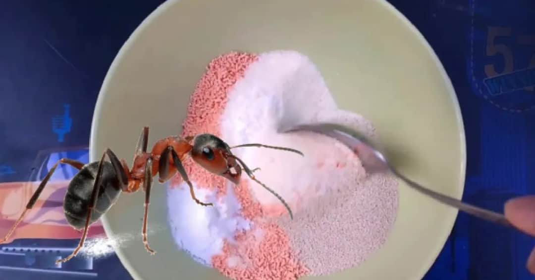 Skuteczne sposoby na mrówki w ogrodzie. Zlikwiduj je bez wysiłku i chemii!