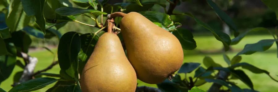 Skuteczne kiedy opryskiwać grusze - kompletny harmonogram ochrony drzew