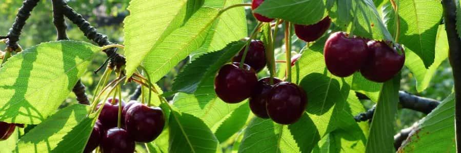 Jak i kiedy opryskiwać wiśnie aby uchronić drzewa przed chorobami