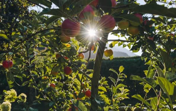 Drzewka owocowe w trakcie suszy - co robić?
